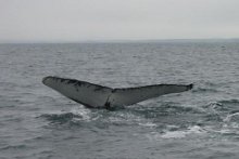 iceland-vacations-whales-tail