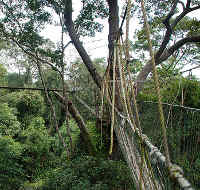 malaysia-taman-negara-rainforest-canopy